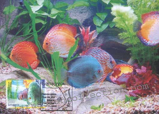Yellow discus (Discus)